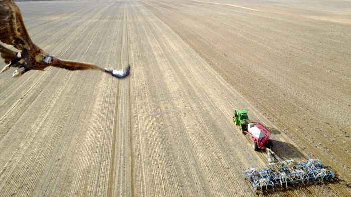 águila derriba drone en Australia
