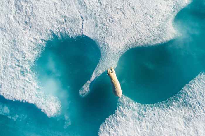 Above The Polar Bear