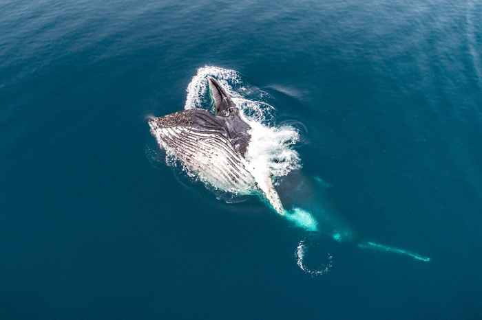 alimentación de ballena jorobada