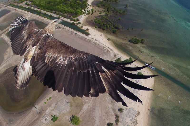 águila vista desde un dron