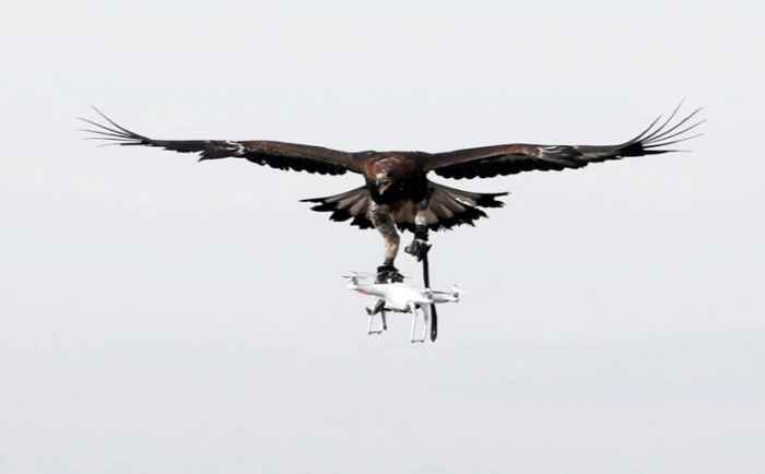 águila intercepta un drone