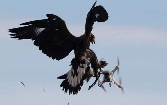 águila intercepta un drone