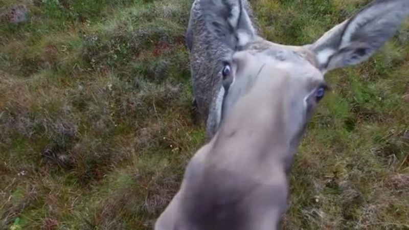 Curioso alce inspecciona un drone