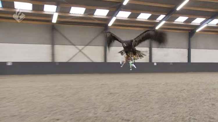 águila captura drone en vuelo