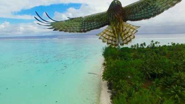 ave vuela sobre las playas