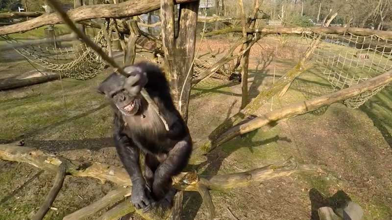 chimpancé derriba un dron