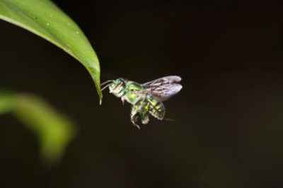 insecto se aproxima a una hoja