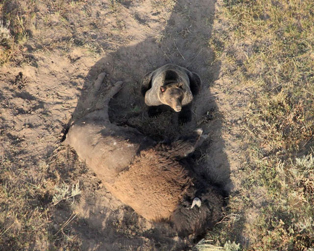 oso comiendo el cadáver de un bisonte