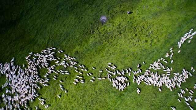 ovejas en Rumania