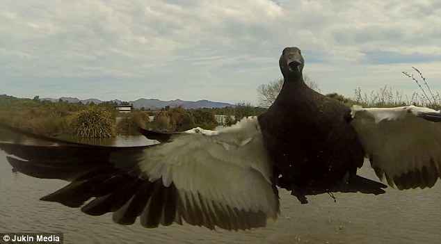 pato ataca a un drone